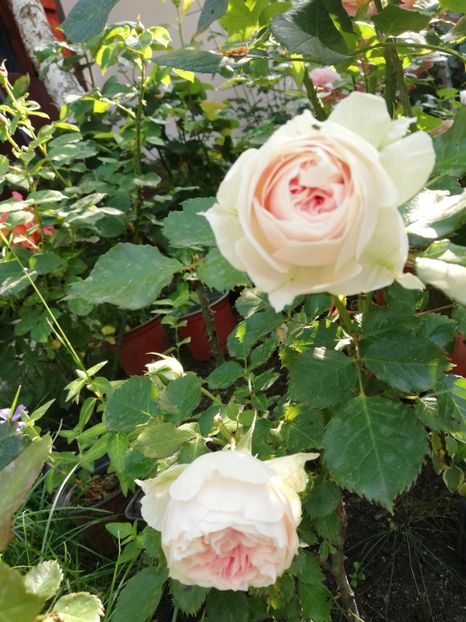 Pashmina(pompon) - 000 Trandafiri 2024