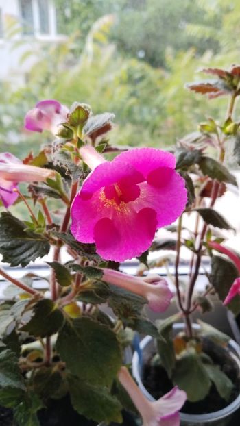  - 2024-Aurika s Raspberry Yolk