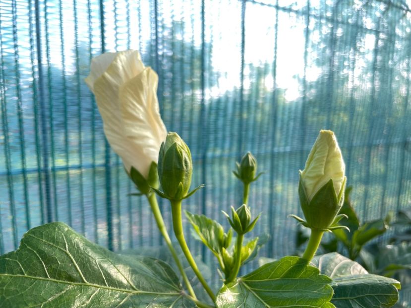 San Remo - 001 - Hibiscusi