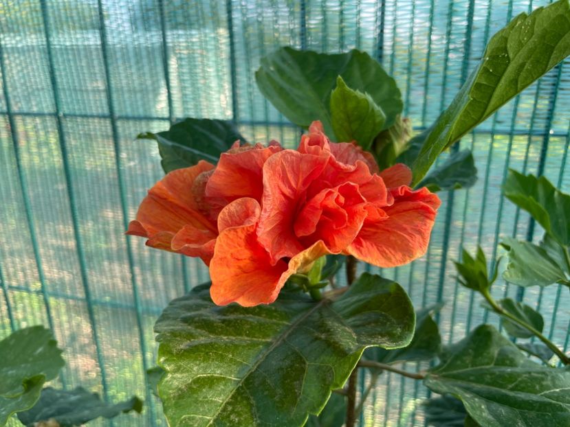 F60F4164-6348-4214-B22A-66BBEA592591 - 001 - Hibiscusi