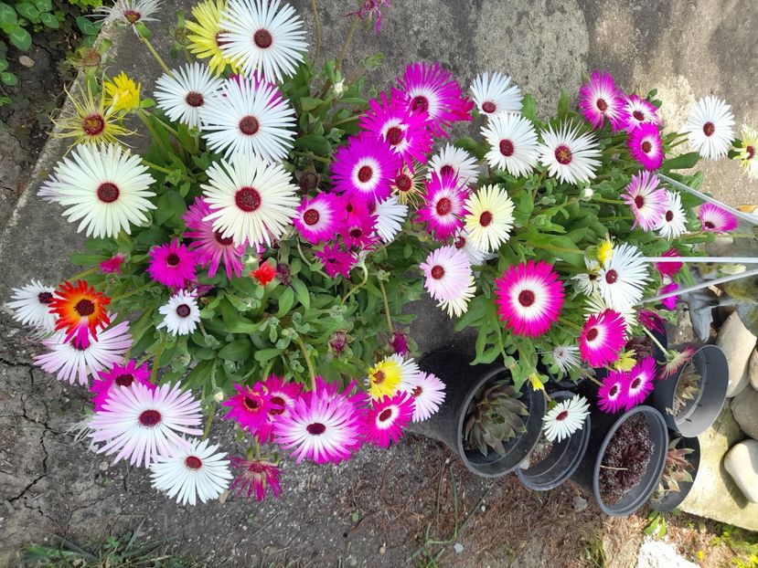  - 1 Bucurii nemuritoare 2023