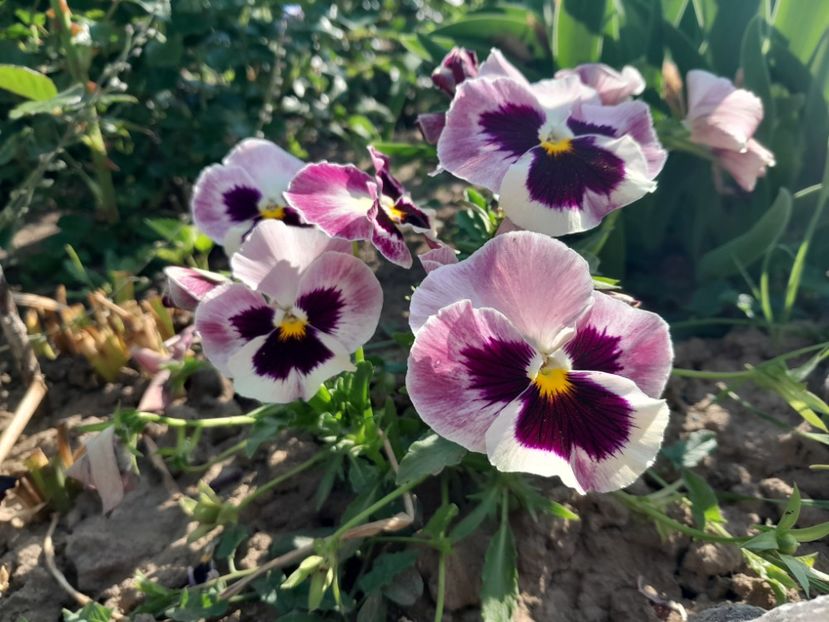  - 2023 floricele din grădină