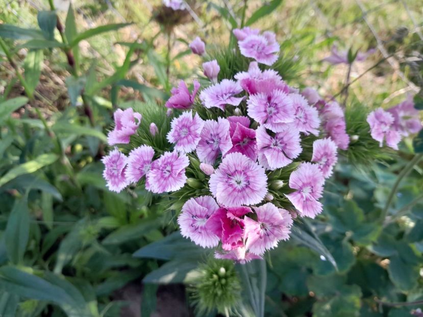  - 2023 floricele din grădină