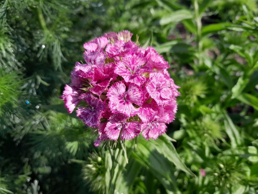  - 2023 floricele din grădină