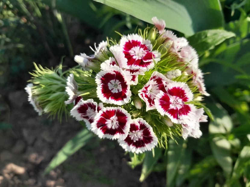  - 2023 floricele din grădină
