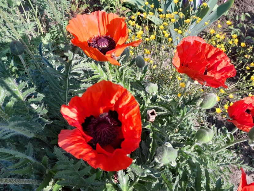  - 2023 floricele din grădină