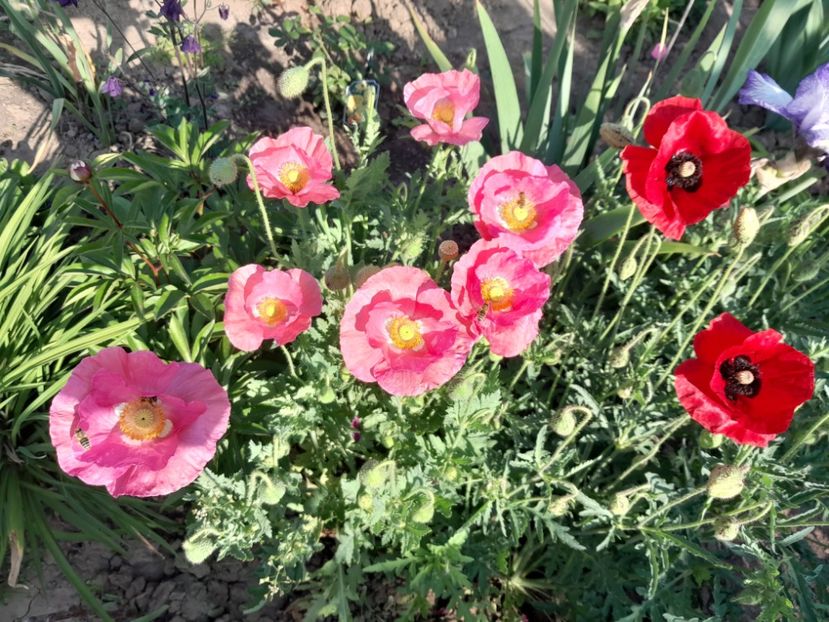  - 2023 floricele din grădină