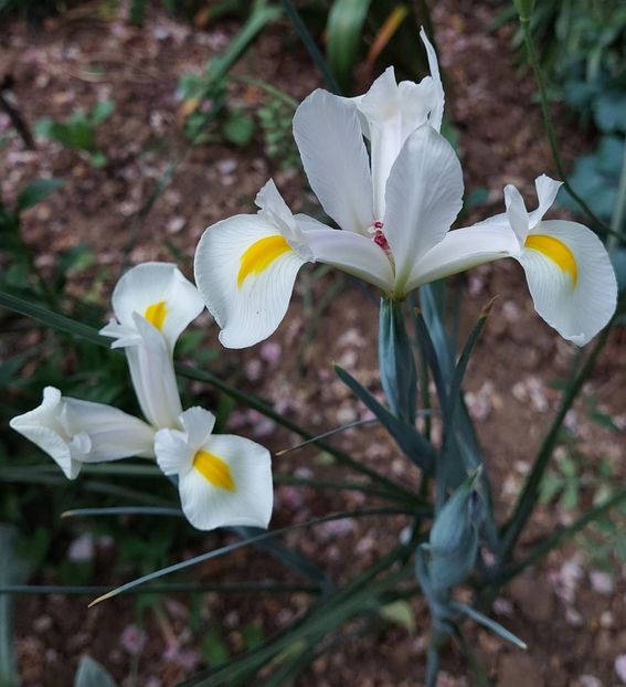  - 2023 - Grădinița de la bloc