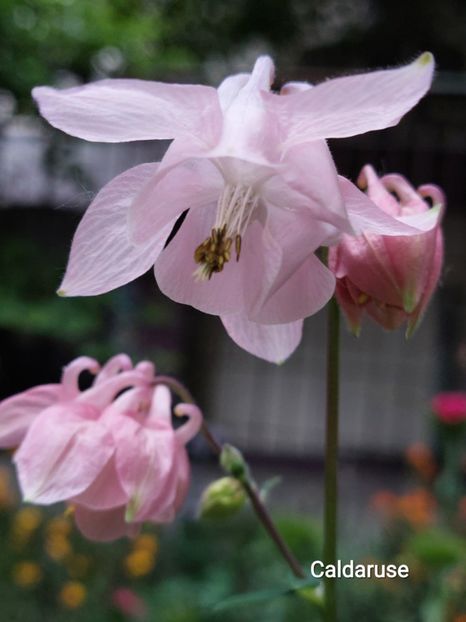  - 2023 - Grădinița de la bloc