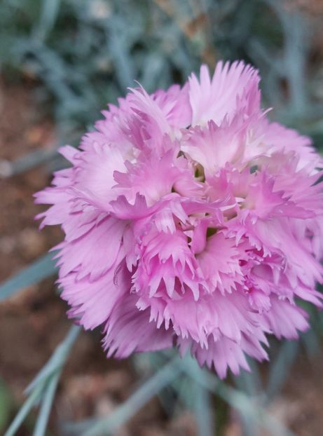  - 2023 - Grădinița de la bloc