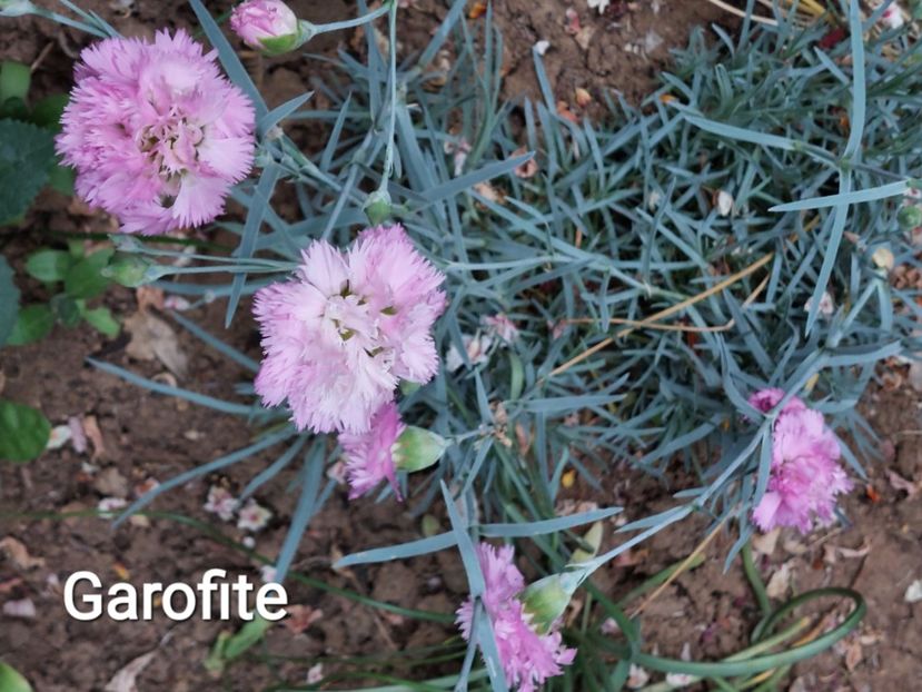  - 2023 - Grădinița de la bloc