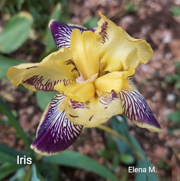  - 2023 - Grădinița de la bloc