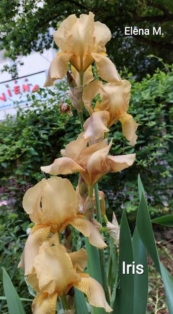  - 2023 - Grădinița de la bloc