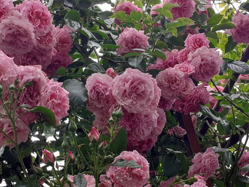  - Heillige Elisabeth 2023