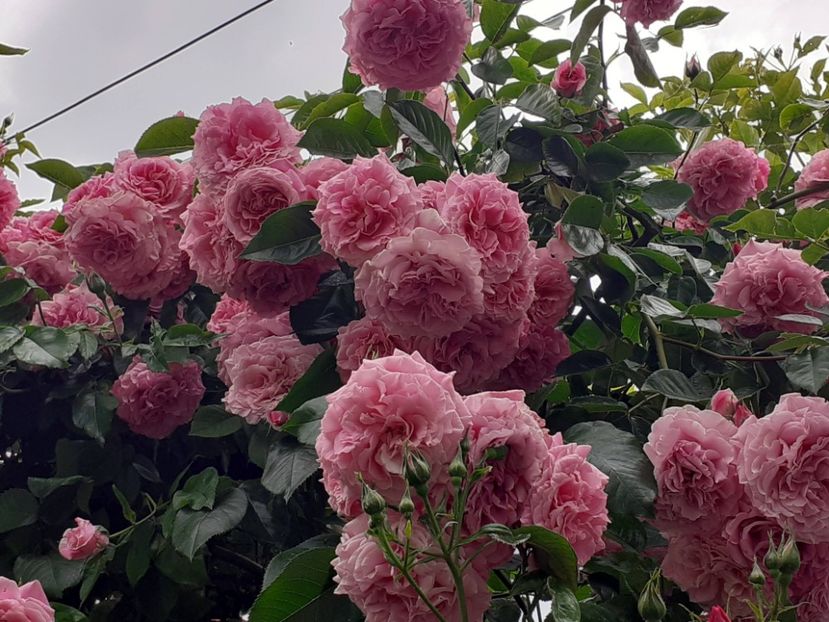  - Heillige Elisabeth 2023