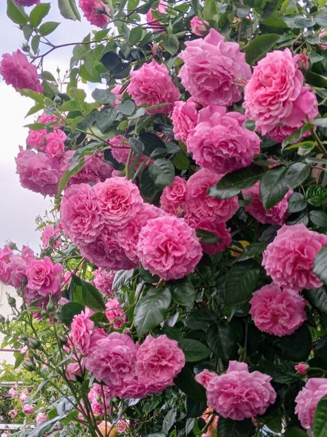  - Heillige Elisabeth 2023