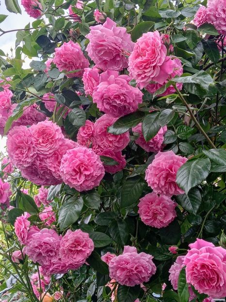  - Heillige Elisabeth 2023