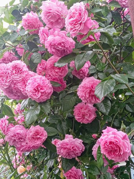  - Heillige Elisabeth 2023