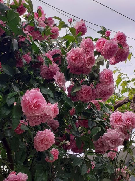  - Heillige Elisabeth 2023