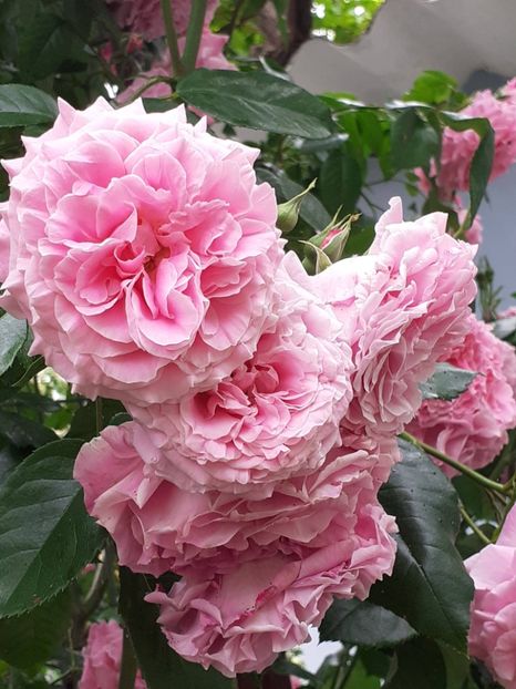  - Heillige Elisabeth 2023