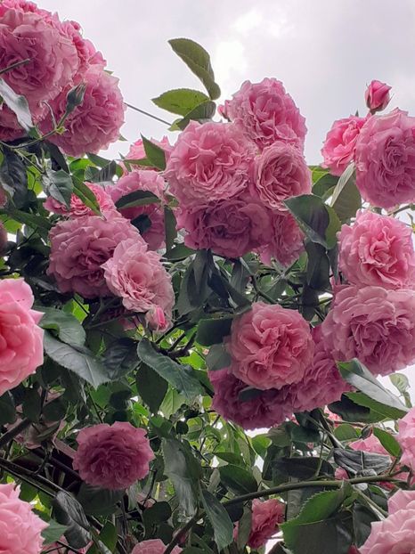  - Heillige Elisabeth 2023