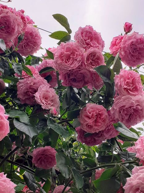  - Heillige Elisabeth 2023