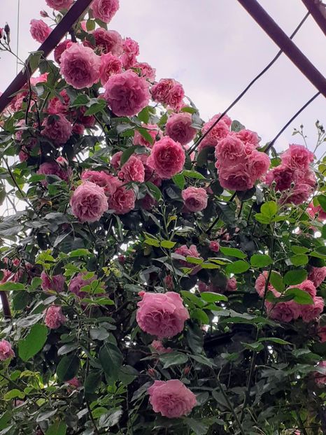  - Heillige Elisabeth 2023