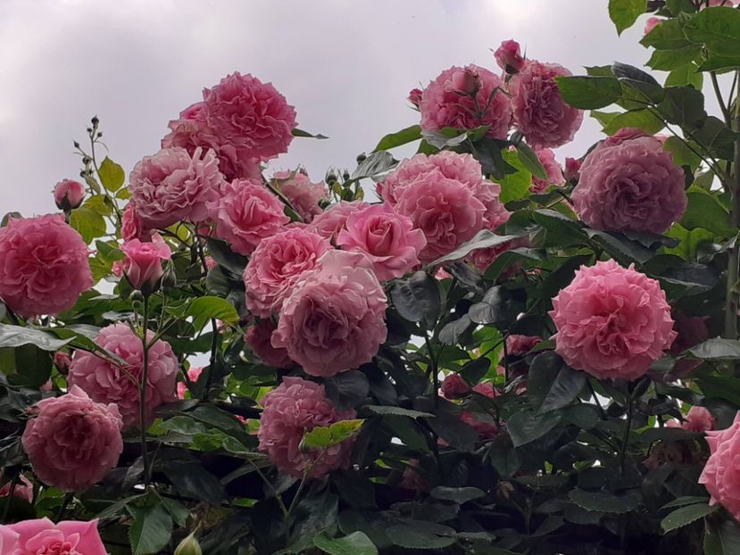  - Heillige Elisabeth 2023