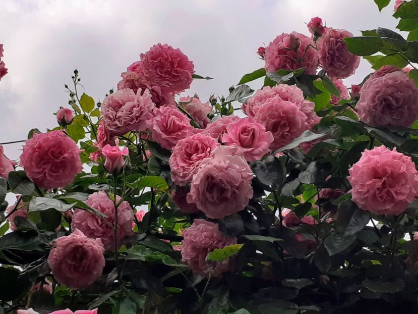  - Heillige Elisabeth 2023