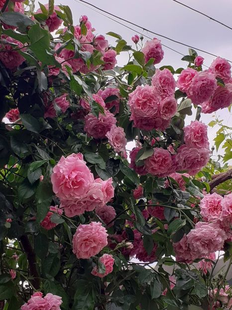  - Heillige Elisabeth 2023