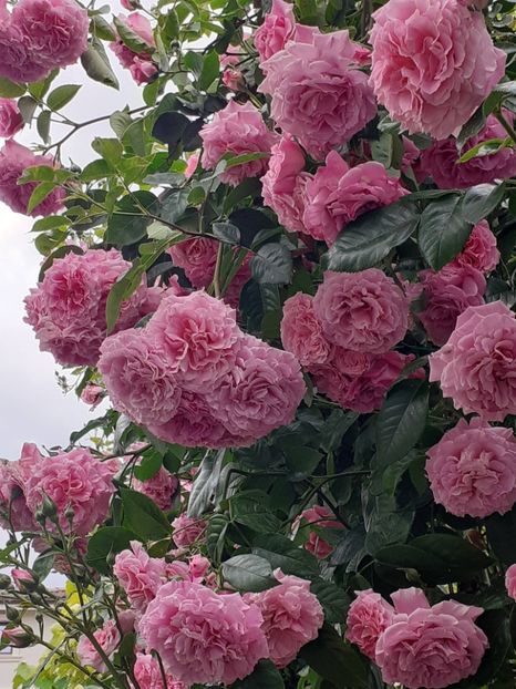  - Heillige Elisabeth 2023