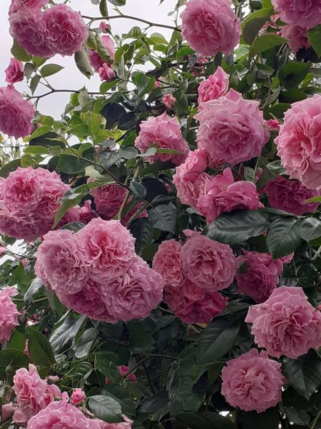  - Heillige Elisabeth 2023