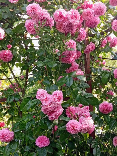  - Heillige Elisabeth 2023