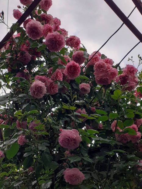  - 01 - TRANDAFIRI 2023