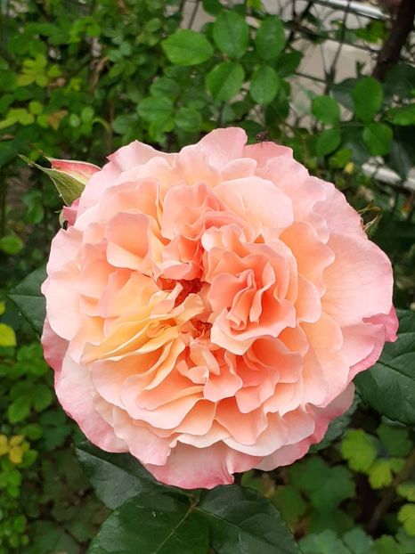  - 01 - TRANDAFIRI 2023