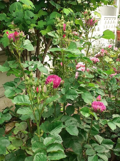  - 01 - TRANDAFIRI 2023