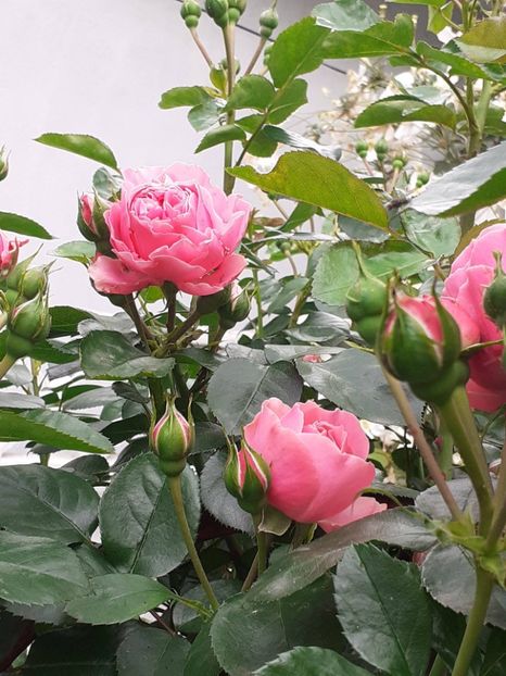  - 01 - TRANDAFIRI 2023