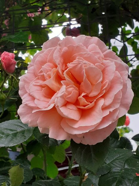  - 01 - TRANDAFIRI 2023