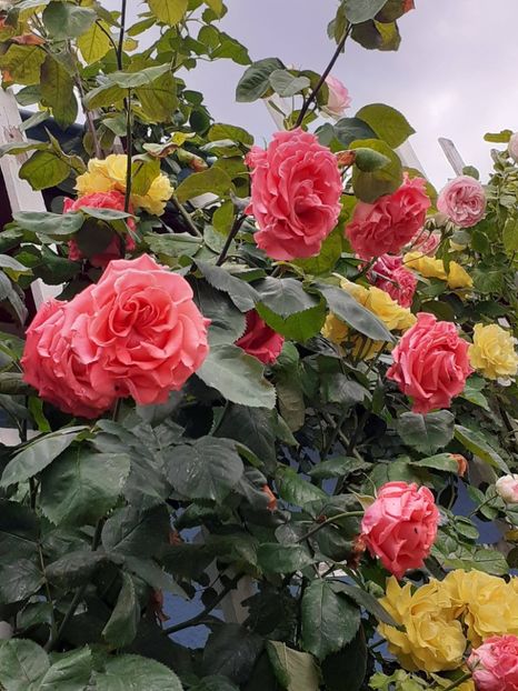  - 01 - TRANDAFIRI 2023