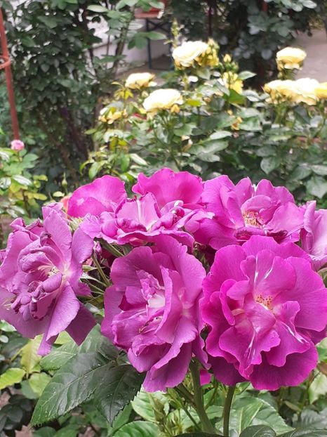  - 01 - TRANDAFIRI 2023