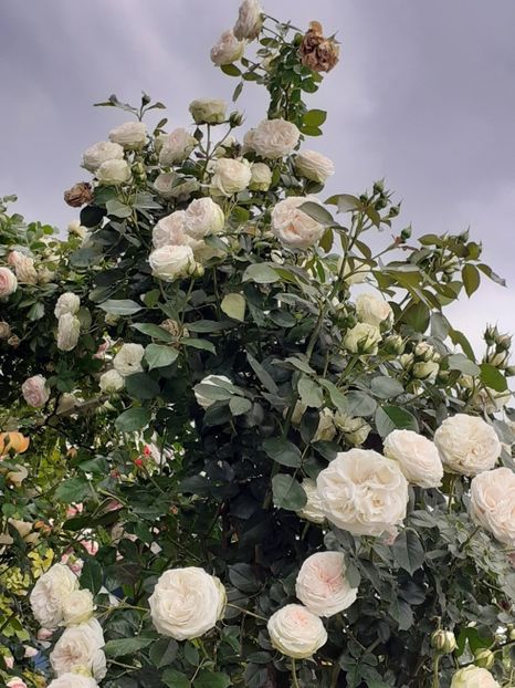  - 01 - TRANDAFIRI 2023