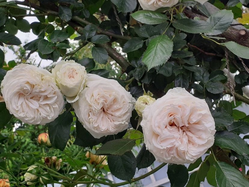  - 01 - TRANDAFIRI 2023