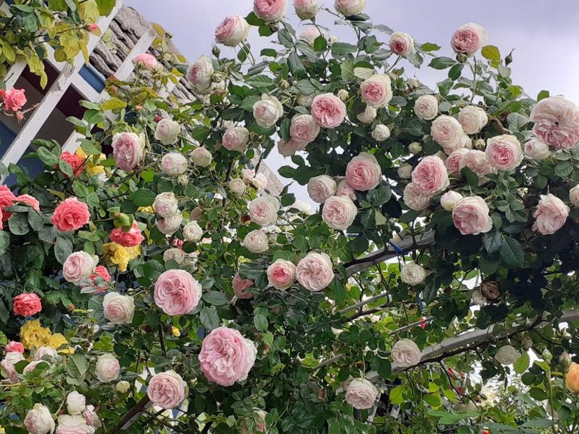  - 01 - TRANDAFIRI 2023