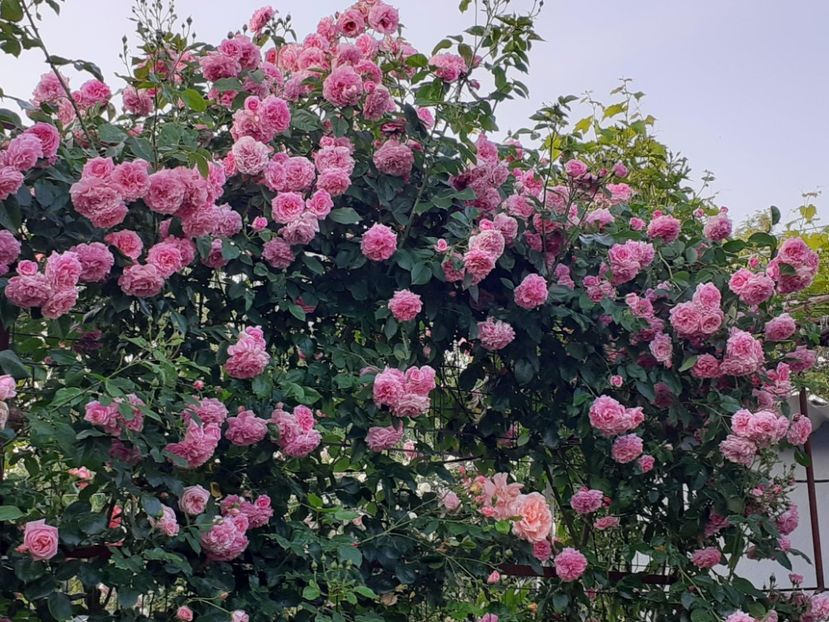  - 01 - TRANDAFIRI 2023