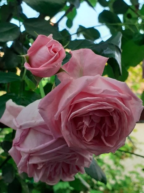  - 01 - TRANDAFIRI 2023