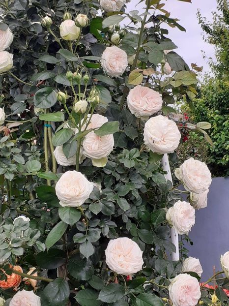  - 01 - TRANDAFIRI 2023