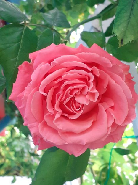  - 01 - TRANDAFIRI 2023