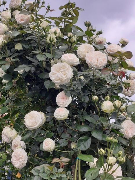  - 01 - TRANDAFIRI 2023