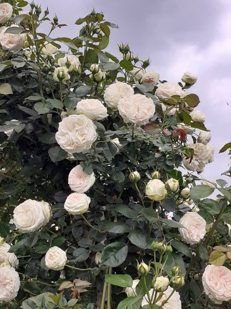  - 01 - TRANDAFIRI 2023