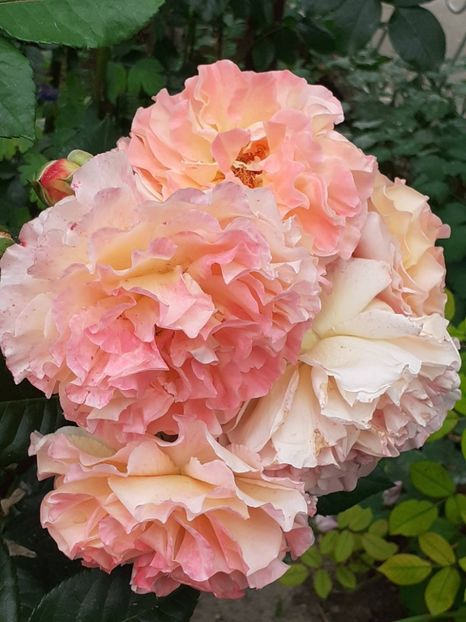  - 01 - TRANDAFIRI 2023